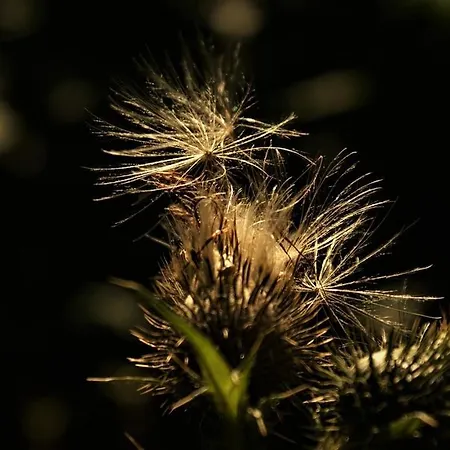 בקתה Natuurhuisje Aan Duinrand סואסט