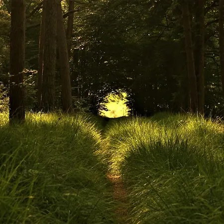 Natuurhuisje Aan Duinrand בקתה