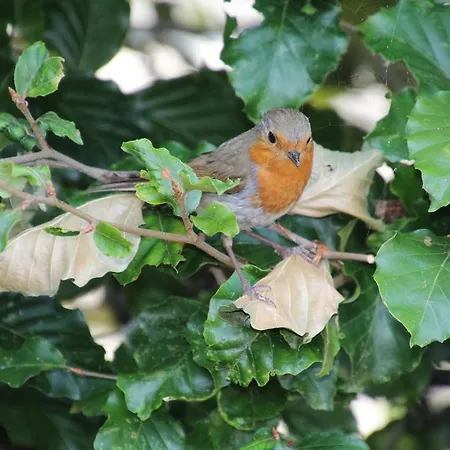 Natuurhuisje Aan Duinrand בקתה סואסט