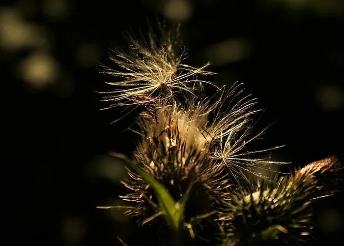 Chalet Natuurhuisje Aan Duinrand Soest
