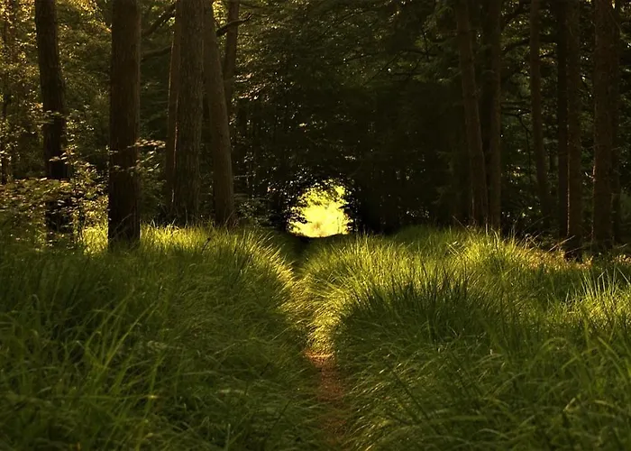Natuurhuisje Aan Duinrand Chalet