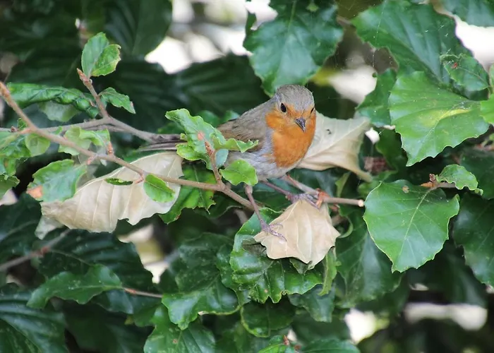 Natuurhuisje Aan Duinrand Chalet Soest